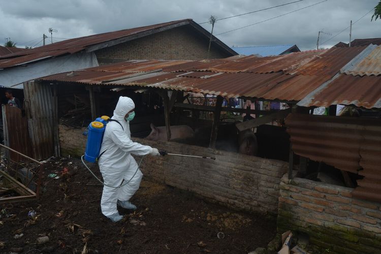 Seorang petugas melakukan penyemprotan desinfektan di kandang babi di Kecamatan Sei Bamban, Serdang Bedagai beberapa waktu lalu.