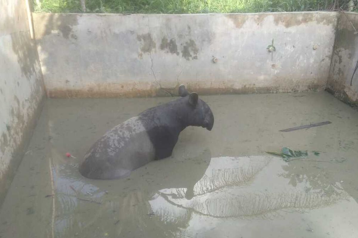 Seekor tapir yang terjebak di dalam kolam ikan di perumahan warga di Kelurahan Air Putih, Kecamatan Tuah Madani, Kota Pekanbaru, Riau, Selasa (20/4/2021).