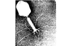 Virus T4, Bakteriofag yang Hanya Dapat Hidup pada E. Coli