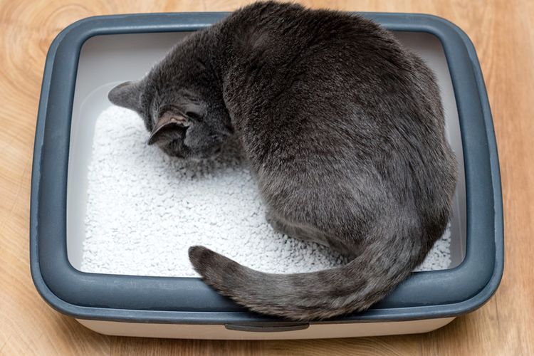 Sama seperti manusia yang tidak suka dengan kamar mandi bau, kucing juga tidak suka dengan kotak pasir yang kotor atau bau. Ini menjadi salah satu bau yang dibenci kucing.