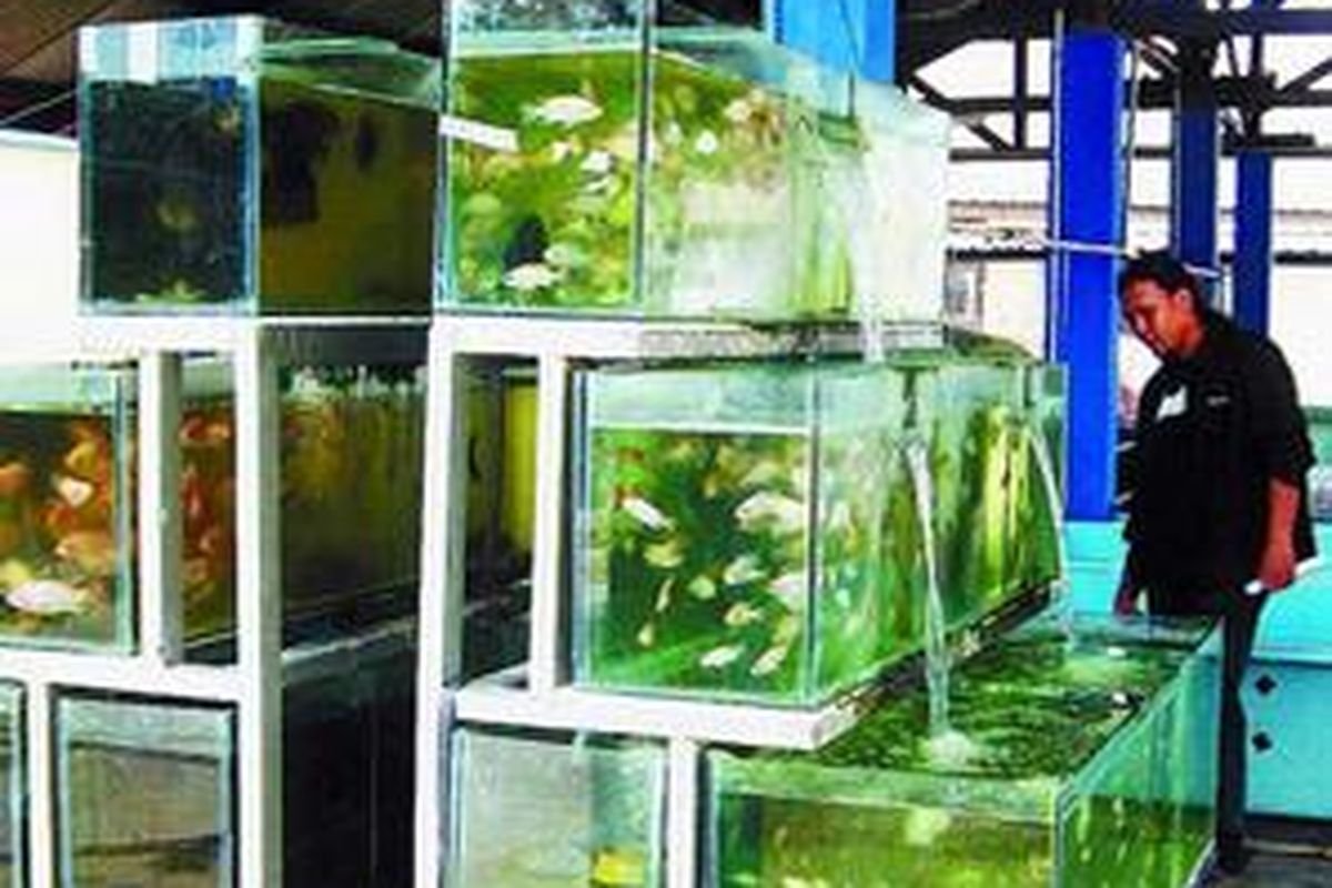 Akuarium berisi bibit ikan nila menjadi salah satu suguhan yang bisa dinikmati pengunjung saat berada di laboratorium pembenihan Sekolah Tinggi Perikanan Karangantu, Serang, Banten.