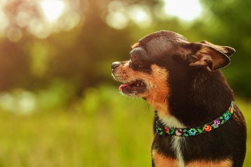 5 Alasan Mengapa Anjing Menekuk Telinganya ke Belakang