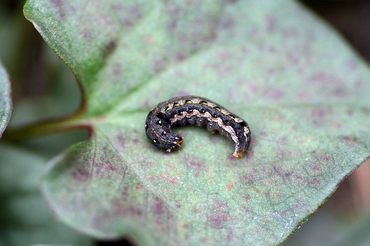 Ilustrasi hama ulat grayak (Spodoptera litura) pada tanaman. 