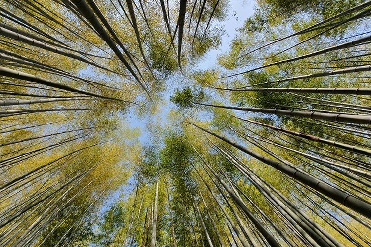 Ilustrasi Hutan Bambu - Pohon bambu di Ahopsan Forest yang terletak di Busan, Korea Selatan.