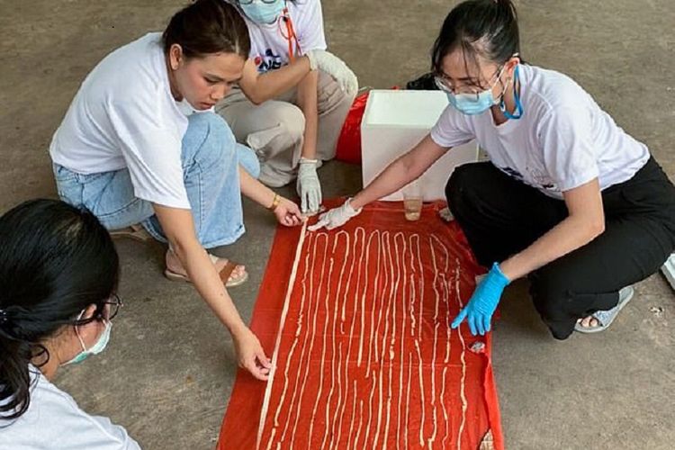 Tim dokter di Provinsi Nong Khai, Thailand, merentangkan cacing pita sepanjang 17 meter yang dikeluarkan dari pantat seorang pria.