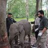 Cegah Kematian Gajah akibat Virus, Kemenhut Datangkan Dokter dari India