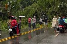 Pohon Tumbang Tutup Badan Jalan di Ambon, Antrean Kendaraan Mengular