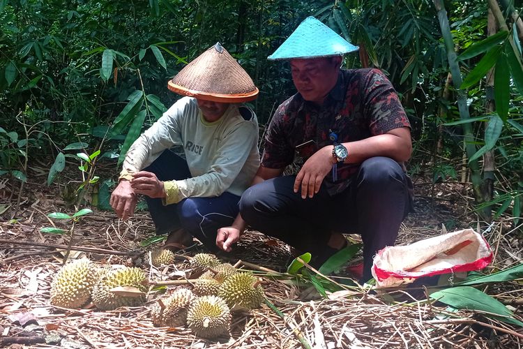 Penggemar durian di Magetan menyukai durian kentang yang memiliki ikuran hanya sekepal tangan orang dewasa karena pasti masak. Untuk memanen Suparno Pemilik durian kentnagmengaku hanya menunggu buah durian jatuh dari pohon.