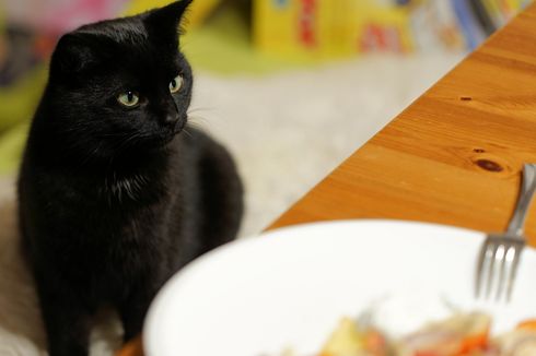 5 Penyebab Kucing Tidak Mau Makan dan Cara Mengatasinya
