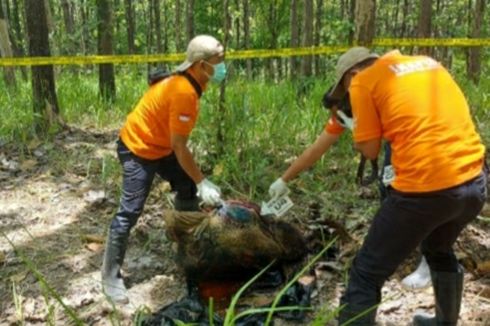 Mayat Wanita Terbungkus Plastik di Hutan Grobogan Diduga Korban Pembunuhan