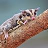 Catat, Ini Daftar Makanan Sugar Glider