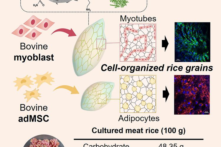 Proses pembuatan nasi menjadi daging sapi artifisial beserta kandungannya yang dilakukan oleh para peneliti dari Yonsei University, Korea Selatan.