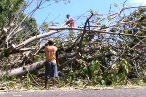 Pohon Tumbang akibat Tertabrak Buldoser Lalu Timpa Mobil