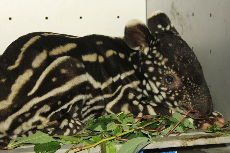 Bayi Tapir yang dievakuasi BBKSDA Riau di Kabupaten Kuansing, Riau, Kamis (23/3/2023).