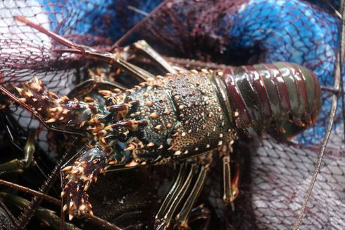 Tuai Pro Kontra, Ini Data Ekspor Benih Lobster dari Indonesia pada 2009-2014