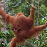 Evakuasi Orangutan yang Serang Warga di Ketapang, BKSDA Kalbar Terjunkan Tim