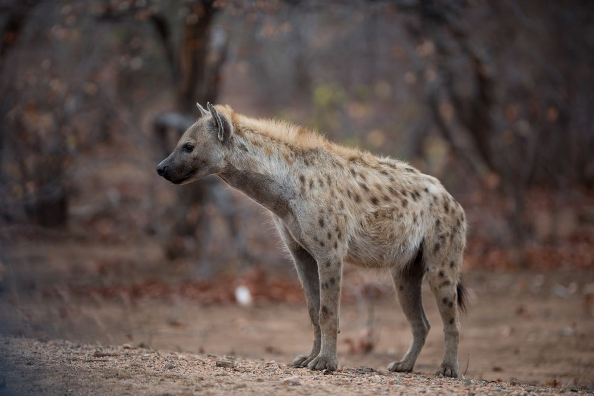 Ilustrasi hyena
