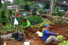 Setelah Bangunan Digusur, Berbagai Tanaman dan Pohon Mulai Terlihat di Rawajati