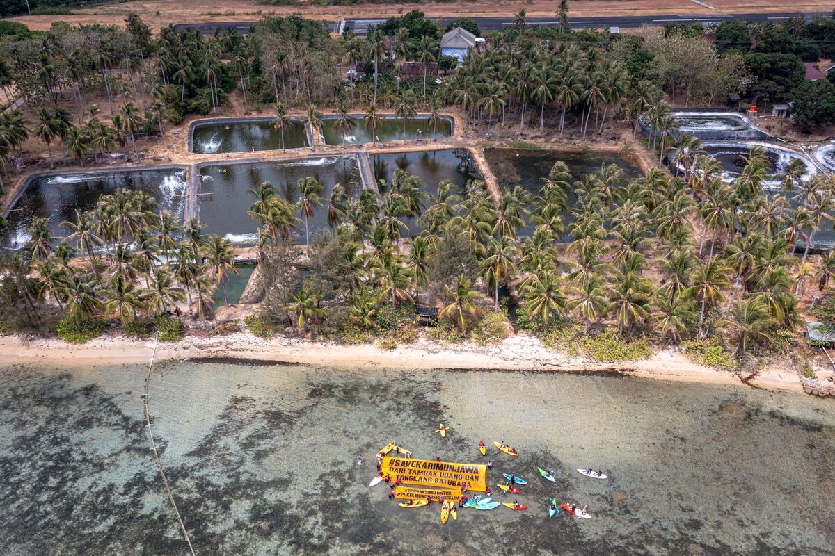 Potret pantai di Karimunjawa yang terletak dekat area tambak udang tertutup lumpur dan lumut liar, Selasa (19/9/2023).