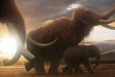 Gajah Purba Terakhir di Bumi Mati karena Kehausan