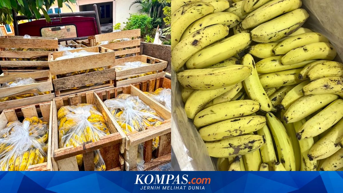 Calo Ganas Gasak Rp 2,1 Juta Pesanan Pisang untuk Dapur MBG, Pedagang Nyaris Bangkrut