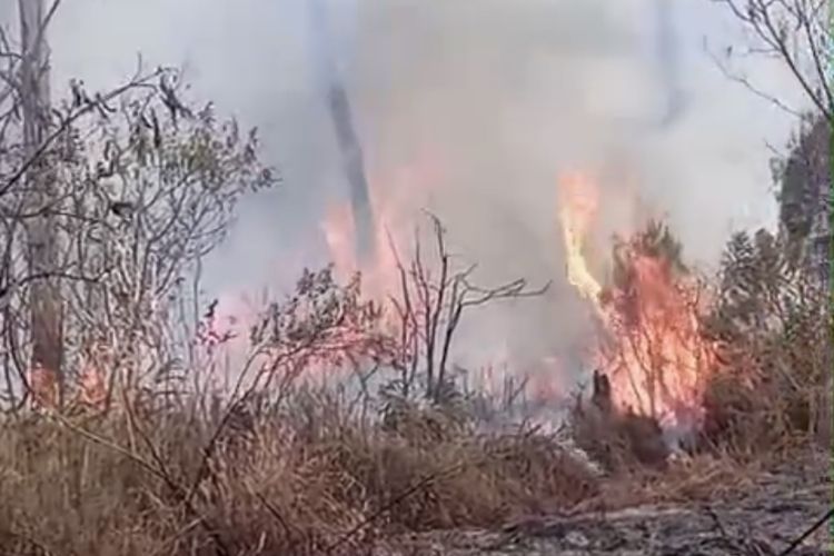 Sempat Padam, Karhutla Kembali Muncul di Lereng Gunung Buthak dan Kawinajang