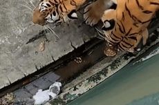 Video Viral Anak Kucing Masuk Kandang Harimau, Diendus-endus