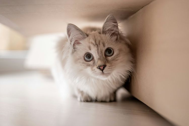 Benarkah Kucing Bisa Mengenali Namanya dan Nama Pemiliknya?