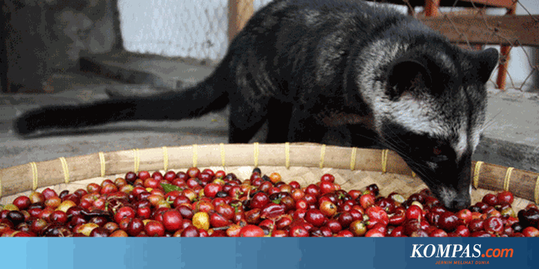 Kopi Luwak Dari Musang Liar Lebih Enak