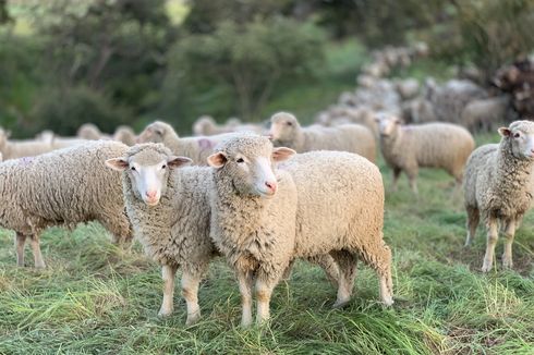Peternak Australia Bagi-bagi Domba Gratis, Apa yang Terjadi?