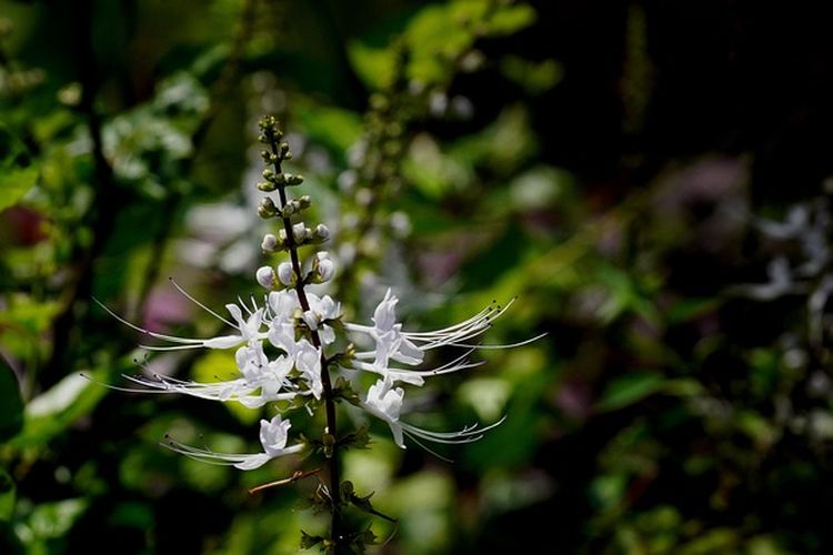 Ilustrasi tanaman kumis kucing