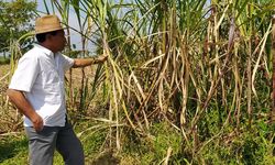 Pemerintah Atur Harga Tebu, Petani Diharapkan Bisa Lebih Untung