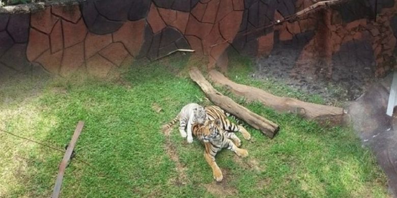 Bayi harimau putih dan induknya di Jatim Park 2