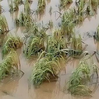 Sedikitnya 300 hektar tanaman padi siap panen, mengalami kerusakan akibat terendam banjir luapan Sungai Salu Battang, Kelurahan Salu Battang, Kecamatan Tellu Wanua, Kota Palopo, Sulawesi Selatan, Senin (10/10/2022) pagi.