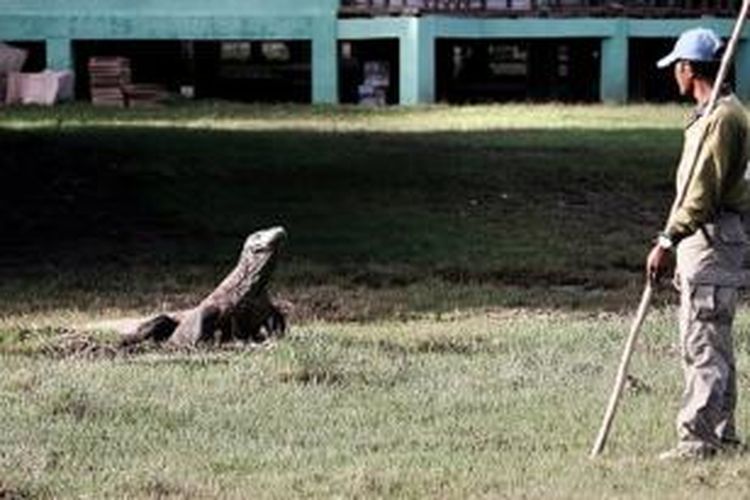 Petugas jagawana (ranger) Pulau Rinca di kawasan Taman Nasional Komodo, Kabupaten Manggarai, Nusa Tenggara Timur, menjaga komodo (Varanus komodoensis) dan membatasi interaksi komodo dengan pengunjung taman nasional.