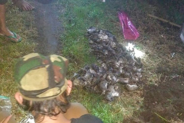 Para relawan pembasmi tikus di Desa Pojok Kulon, Kecamatan Kesamben, Kabupaten Jombang, Jawa Timur, melaporkan dan menyerahkan hasil perburuan tikus, Kamis (16/1/2020) malam.