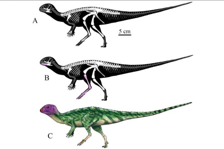 Ilustrasi Minimocursor phunoiensis, dinosaurus yang ditemukan di Thailand
