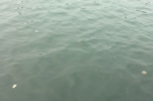 Ubur-ubur Bermunculan di Permukaan Pantai Ancol