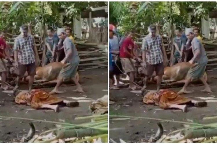 Potongan video memerlihatkan Kakek Sholeh, warga Desa Petung, Kecamatan Bangalsari, Kabupaten Jember, Jawa Timur, yang ambruk saat penyembelihan sapi Idul Adha. Sholeh dinyatakan meninggal saat dibawa ke rumah sakit.