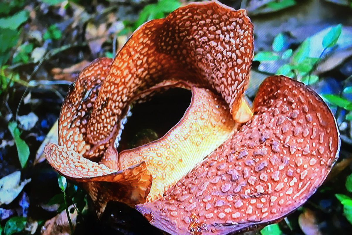 Sering Dikira Sama, Apa Beda Rafflesia Arnoldii dan Bunga Bangkai?