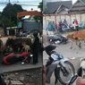 Kawanan Sapi di Makassar Ngamuk Dengar Bunyi Sirine, Sejumlah Kendaraan Rusak