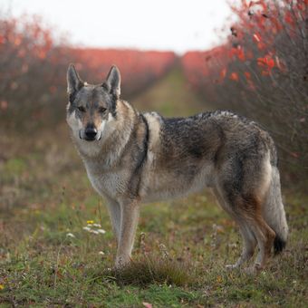Ilustrasi anjing Cekoslowakia wolfdog. 