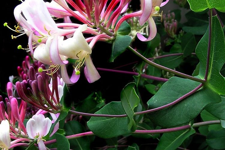 Ilustrasi bunga honeysuckle. 