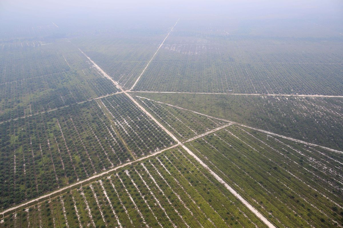 Suasana perkebunan kelapa sawit yang terdampak asap akibat kebakaran hutan di Palangka Raya, Kalimantan Tengah, Selasa (1/10/2019).