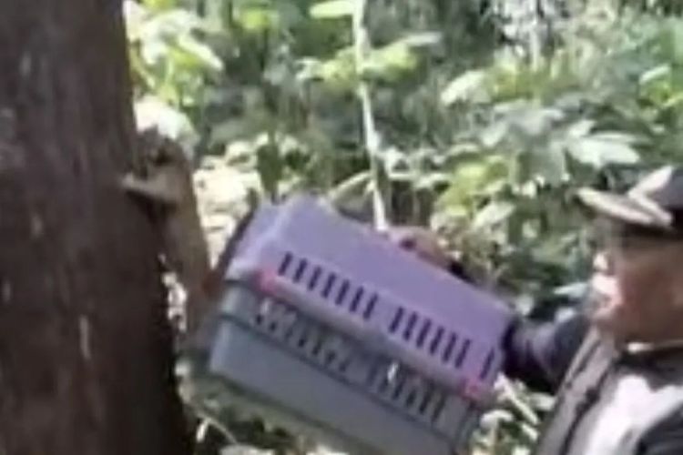 BKSDA Jambi melepasliar kukang dan trenggiling ke Cagar Alam Batang Hari setelah pemeriksaan kesehatan. Simak selengkapnya. 