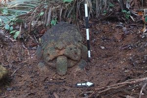 Arkeolog Sebut Kepala Arca Kala di TNUK adalah Temuan Penting, Diduga Berasal dari Abad ke-7