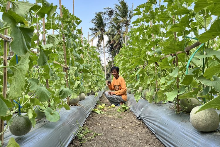 Belajar dari YouTube, Iwan Sulap Lahan Kering di Pangandaran Jadi Kebun Melon