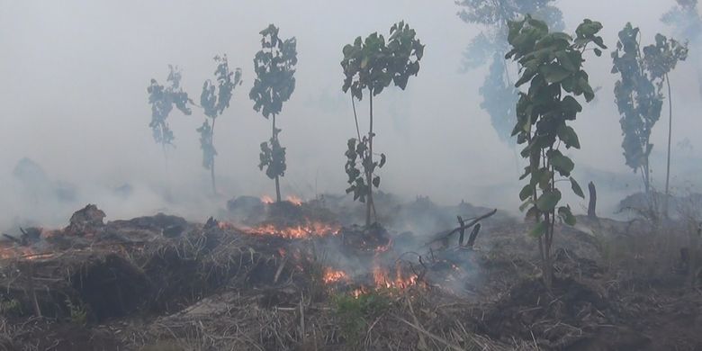Tampak bibit tanaman langka di lokasi Kebun Raya Sriwijaya Desa Bakung Ogan Ilir yang belum lama ditanam hangus terbakar api kebakaran lahan, kamis (12/9/2019). 