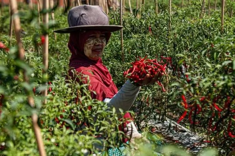Kapan Waktu Terbaik Menanam Cabai, Awal, Puncak, atau Akhir Kemarau?