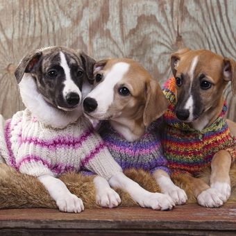 Anjing suka mengendus bokong anjing lainnya sebagai cara mereka berkomunikasi.